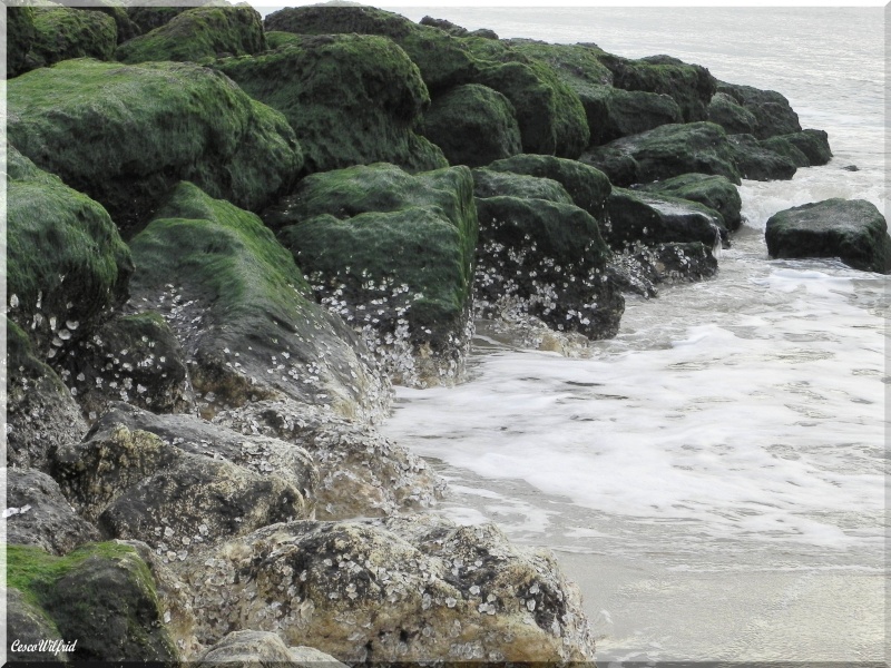 une plage l'océan , l'hiver. Dscn0344