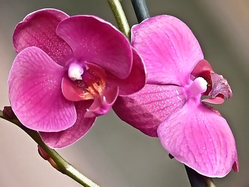 première macro : orchidée...conseils ? F2rvbj10