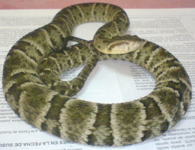 Bothrops atrox from Perú Dsc01410