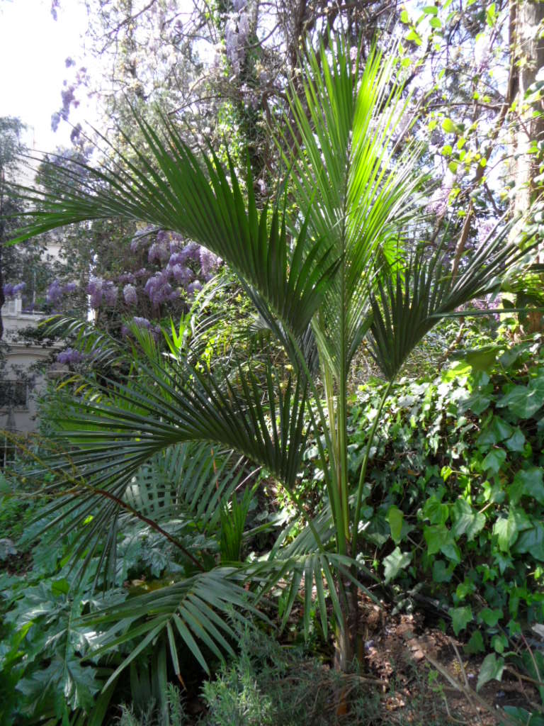 Chambeyronia macrocarpa Howea_10