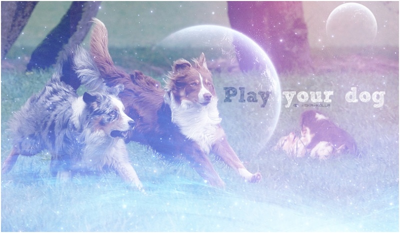 Play Your Dog
