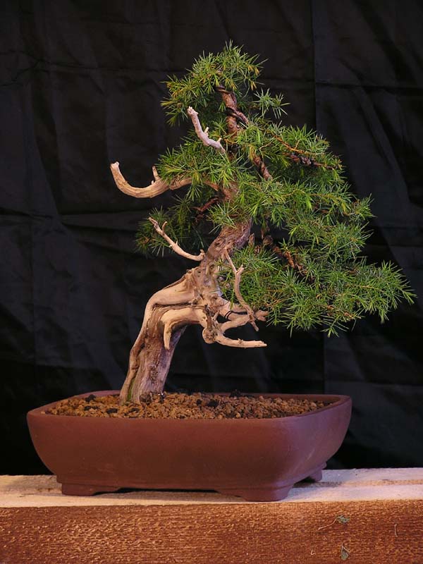 juniperus comunnis Aerven10