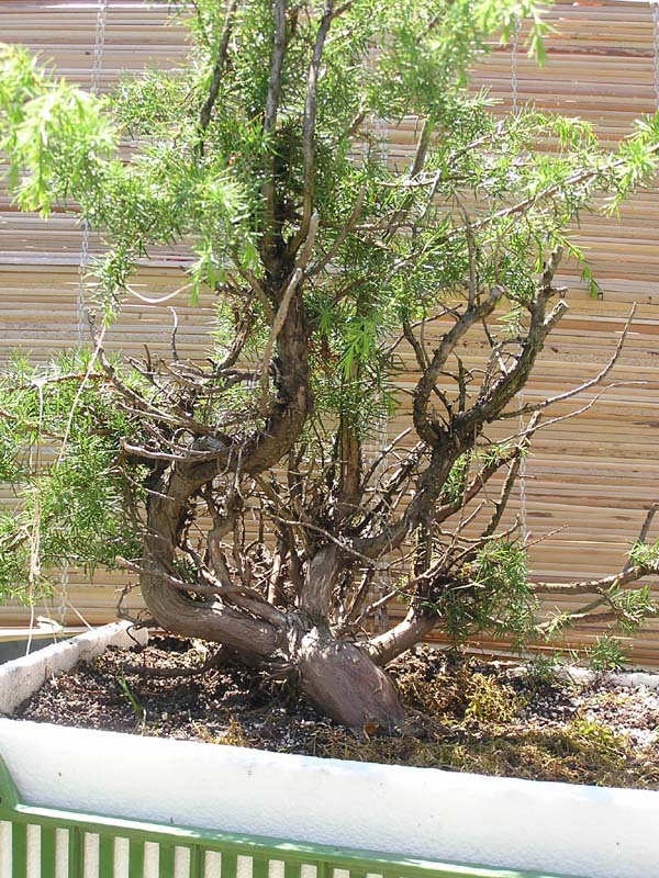 juniperus comunnis Moana_10