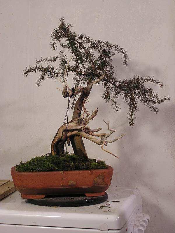 juniperus comunnis Pohled10