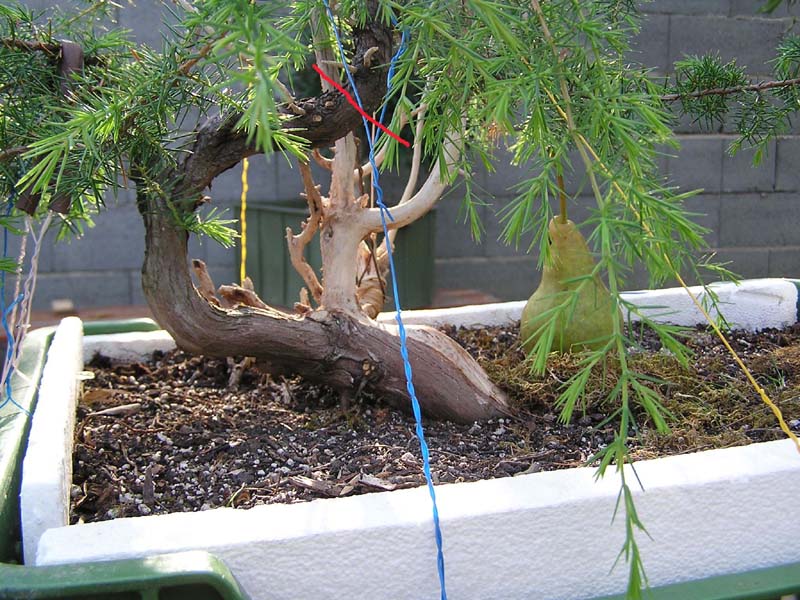 juniperus comunnis Rozhod10