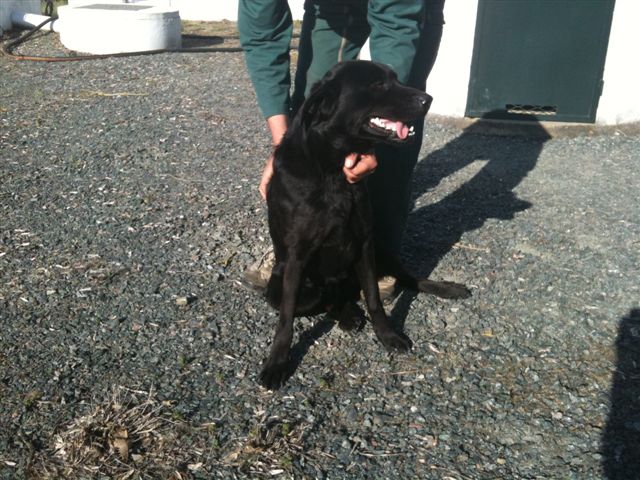 DURTAL labrador 2 ans max dept 49 Durtal10