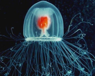 The worlds only immortal animal Jellyf10