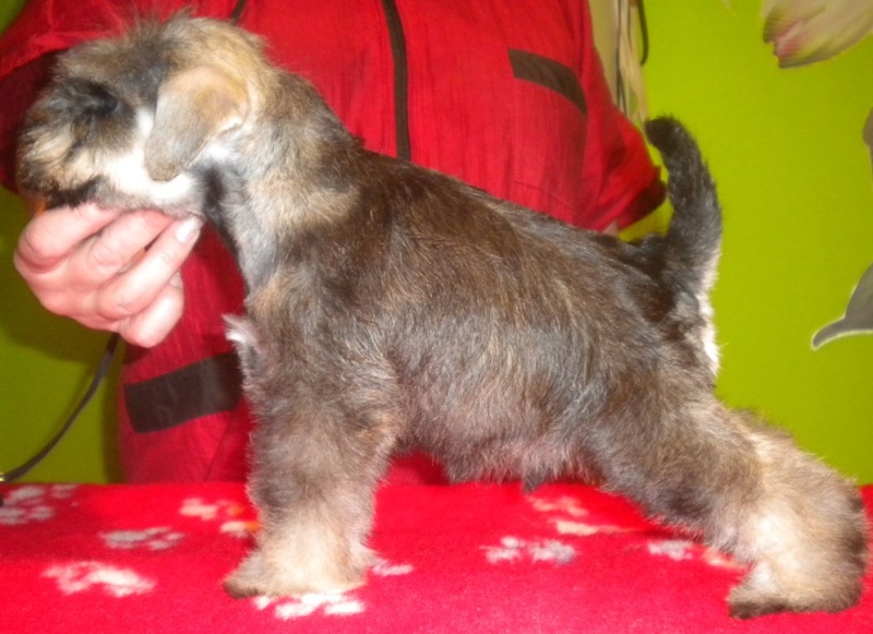 Mini p/s puppies - born 28.1.2011 -  Kennel " z Sardanu"  01710