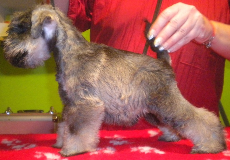 Mini p/s puppies - born 28.1.2011 -  Kennel " z Sardanu"  03010