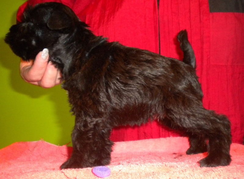 Black miniature schnauzer  puppies - Kennel " Z SARDANU" - Slovakia    1_suak10