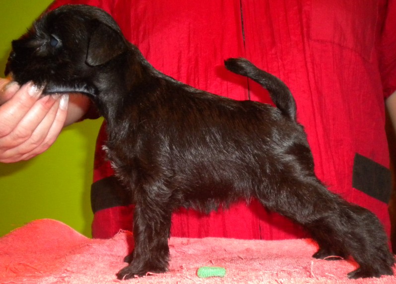 Black miniature schnauzer  puppies - Kennel " Z SARDANU" - Slovakia    3a_sua10