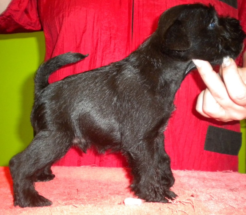 Black miniature schnauzer  puppies - Kennel " Z SARDANU" - Slovakia    5_pejs10