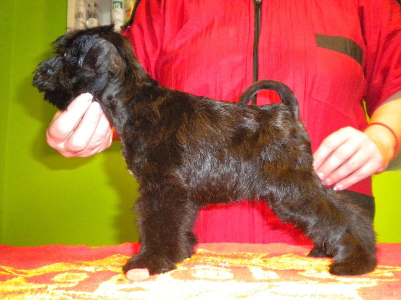 Black miniature schnauzer  puppies - Kennel " Z SARDANU" - Slovakia    Nice_010