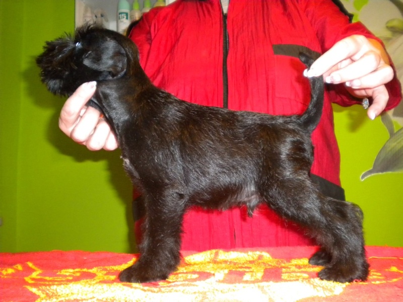 Black miniature schnauzer  puppies - Kennel " Z SARDANU" - Slovakia    Norton10