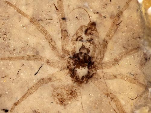 Vogelspinnen - lebende Fossilien 20100210