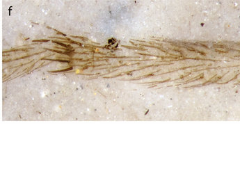 Vogelspinnen - lebende Fossilien M1dyr711
