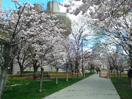 【満開宣言:5月3日】のび～の恐れを知らぬHigh Parkの桜開花予想 / [Now in Full Bloom: May 6] Nobby's Fearless Prediction of Cherry Blossoms at High Park 20200510