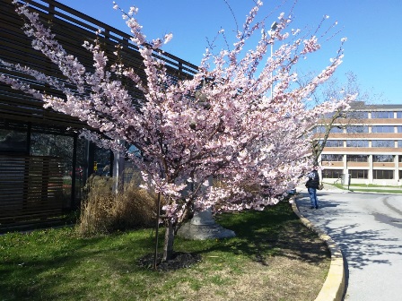 【満開宣言:5月3日】のび～の恐れを知らぬHigh Parkの桜開花予想 / [Now in Full Bloom: May 6] Nobby's Fearless Prediction of Cherry Blossoms at High Park 20200512