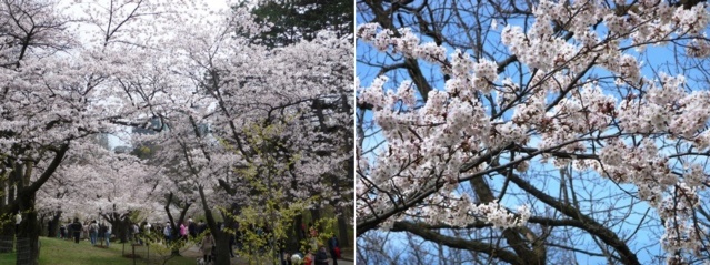 【桜情報】のび～の恐れを知らぬHigh Parkの桜開花予想 / [Cherry Blossom Status] Nobby's Fearless Prediction of Cherry Blossoms at High Park 20220518