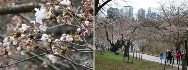 【開花宣言】のび～の恐れを知らぬHigh Parkの桜開花予想 / [Now Blooming] Nobby's Fearless Prediction of Cherry Blossoms at High Park 20230410