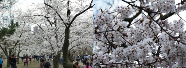 【満開宣言】のび～の恐れを知らぬHigh Parkの桜開花予想 / [Full Bloom] Nobby's Fearless Prediction of Cherry Blossoms at High Park 20230414