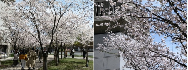 【満開宣言】のび～の恐れを知らぬHigh Parkの桜開花予想 / [Full Bloom] Nobby's Fearless Prediction of Cherry Blossoms at High Park 20230415