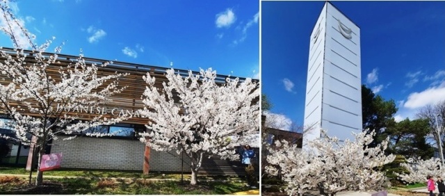 【満開宣言】のび～の恐れを知らぬHigh Parkの桜開花予想 / [Full Bloom] Nobby's Fearless Prediction of Cherry Blossoms at High Park 20230416
