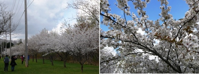 【満開宣言】のび～の恐れを知らぬHigh Parkの桜開花予想 / [Full Bloom] Nobby's Fearless Prediction of Cherry Blossoms at High Park 20230417