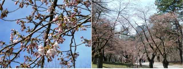 【開花宣言】のび～の恐れを知らぬHigh Parkの桜開花予想 / [Now Blooming] Nobby's Fearless Prediction of Cherry Blossoms in High Park 20240420