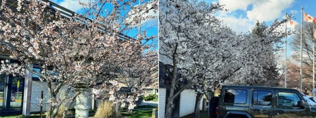 【開花宣言】のび～の恐れを知らぬHigh Parkの桜開花予想 / [Now Blooming] Nobby's Fearless Prediction of Cherry Blossoms in High Park 20240422