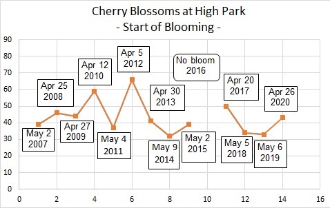ノビーの恐れを知らぬHigh Parkの桜開花予想#2 / Nobby's Fearless Prediction of Cherry Blossoms at High Park #2 Sakura35
