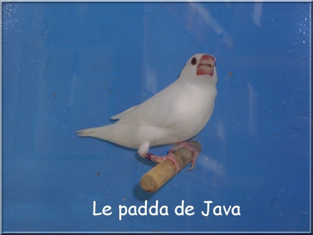 Le padda de Java Img_0113