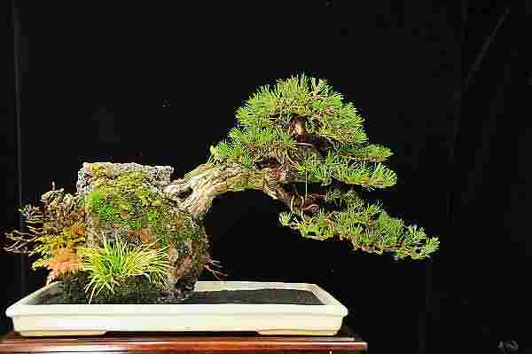 Japanese black pine - Page 3 710