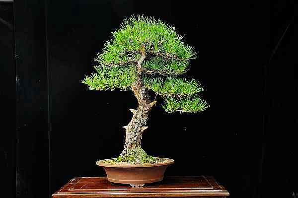 Japanese black pine - Page 3 Dsc_4814