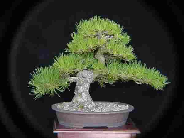 Japanese black pine - Page 3 P110
