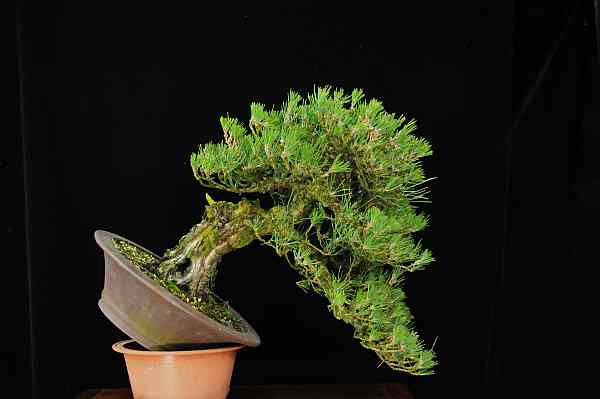 Japanese black pine - Page 3 P3310