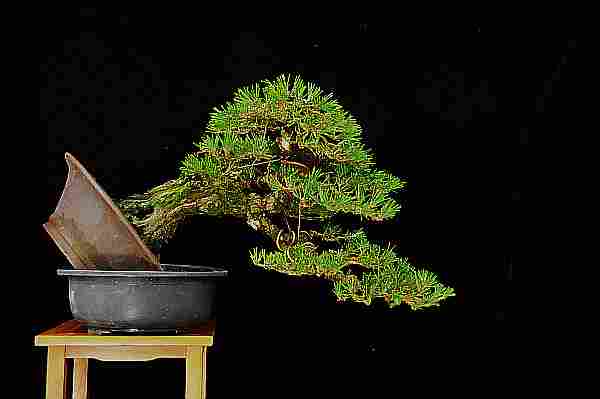 Japanese black pine - Page 3 P610