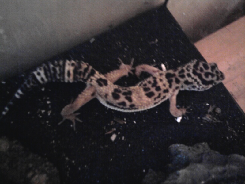 le petit gecko d'angie Photo010