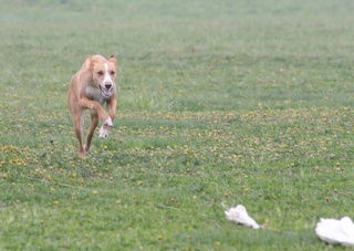 MN Coursing Association Fun Run Chewba10