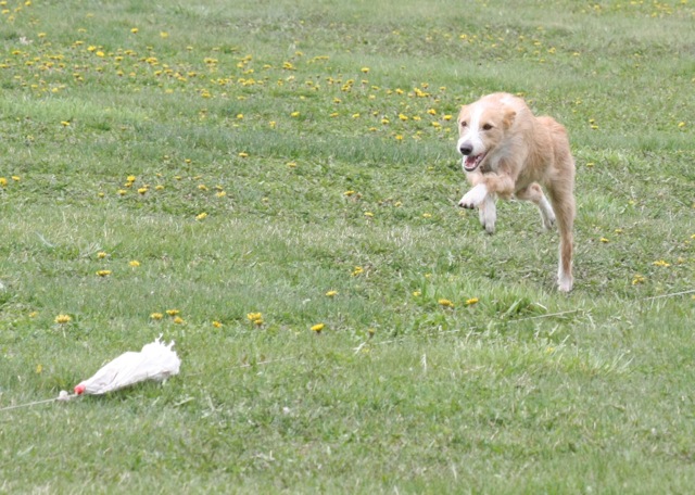 MN Coursing Association Fun Run Cholla10