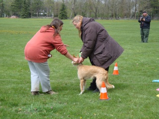 MN Coursing Association Fun Run Dsc00611