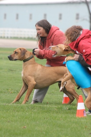 MN Coursing Association Fun Run Hanna_10