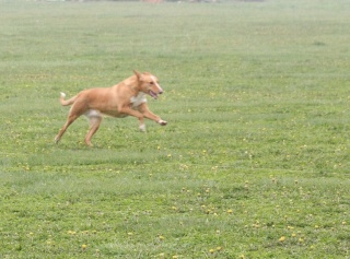 MN Coursing Association Fun Run Hanna_11