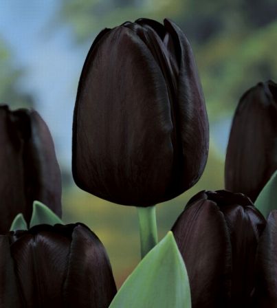 Fleurs noires _queen10