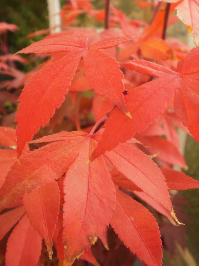 Taille des Acers Japonais Acer_o10