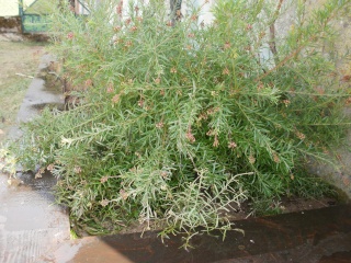 Grevillea Rosmarinifolia " Jenkensii " Grevil10