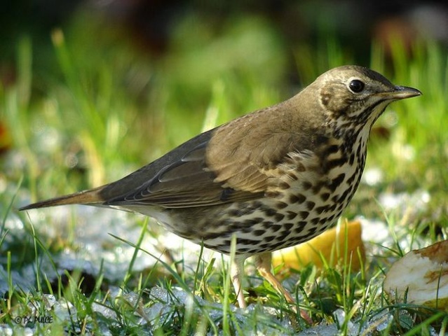Reconnaitre Les Oiseaux De Nos Jardins