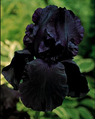 Fleurs noires Irisfl10