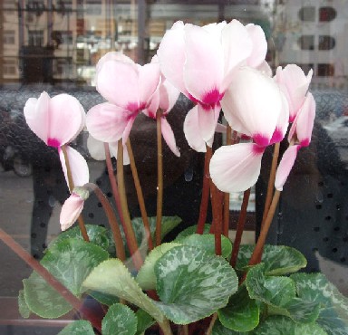 Cyclamen Thumb-10