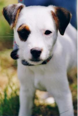 due ceppi di Jack Russell Jack_r10